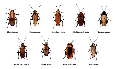 cockroach in bisaya